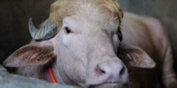 Seekor kerbau albino yang dikorbankan dan diberi nama sesuai dengan Presiden AS Donald Trump, yang belakangan ini viral.