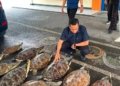 Ditpolairud Polda Bali Gagalkan Penyelundupan 21 Ekor Penyu Hijau Di Buleleng