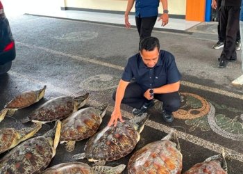 Ditpolairud Polda Bali Gagalkan Penyelundupan 21 Ekor Penyu Hijau Di Buleleng