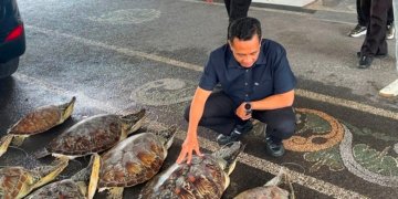 Ditpolairud Polda Bali Gagalkan Penyelundupan 21 Ekor Penyu Hijau Di Buleleng