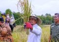 Dampak Sirkulasi El Nino
