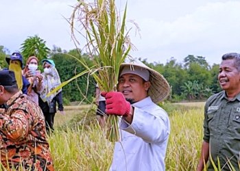 Dampak Sirkulasi El Nino